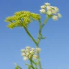 Flüssigseife für die Hände Wildalge & Meerfenchel