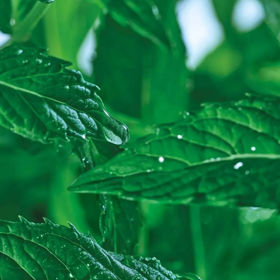 Klärendes Reinigungsgel Pure Menthe