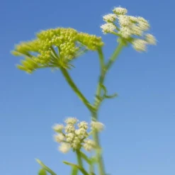 Körpermilch Wildalge & Meerfenchel